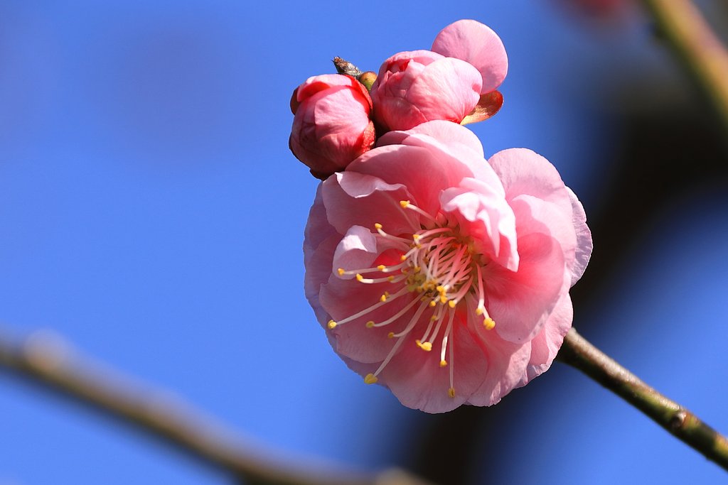 梅香る季節♪