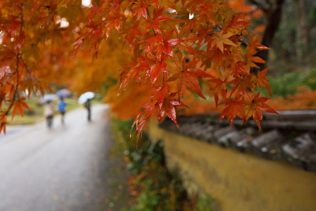 雨ニモ・・・