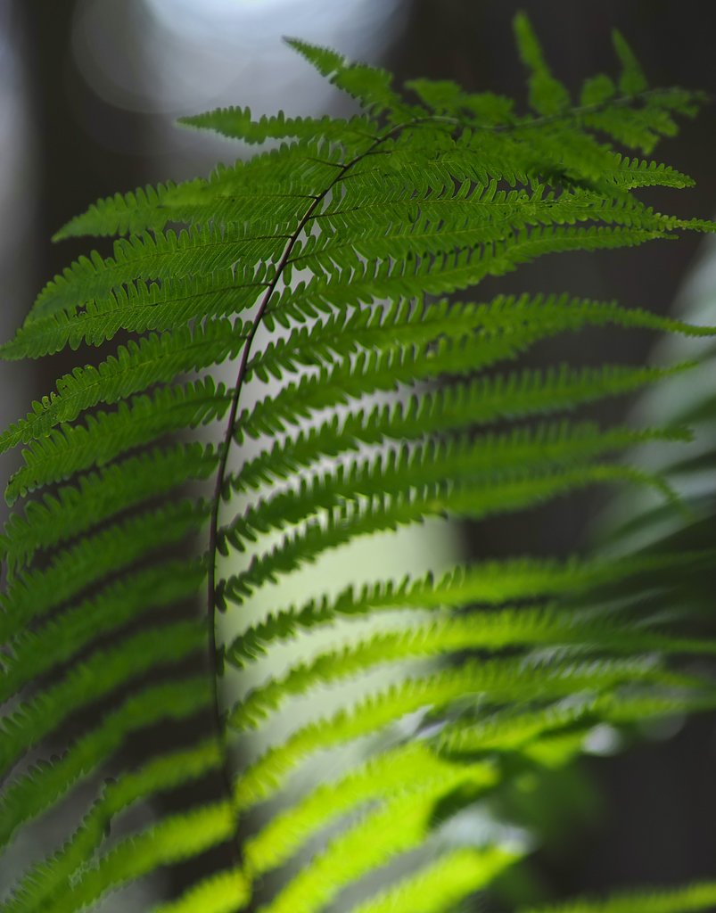 EF135mm F2L 