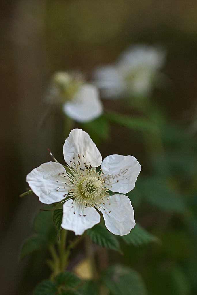 野イチゴの花