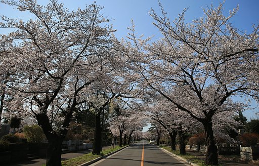 霊園の朝