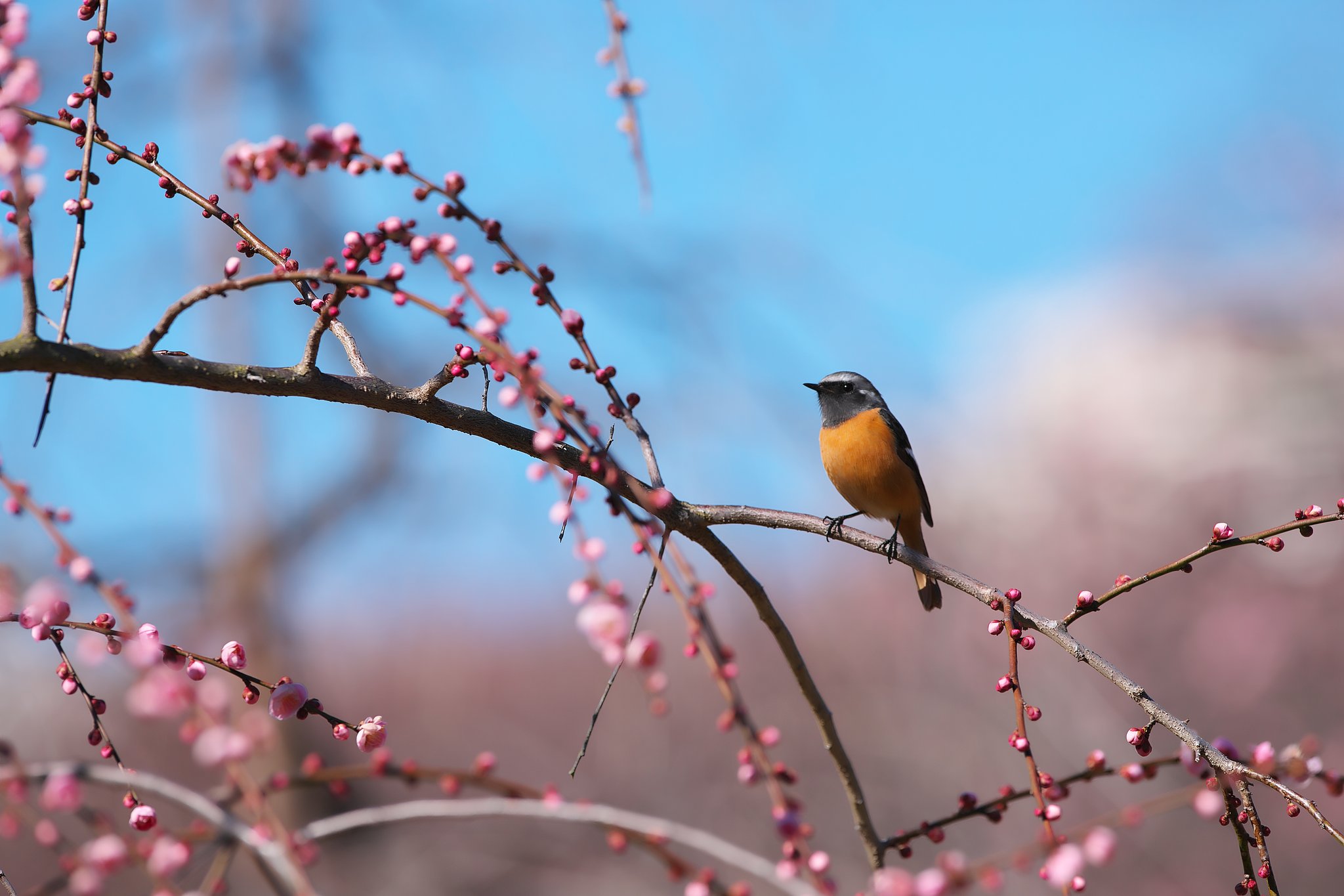 EF500mm F4L IS＋EF1.4xⅢ