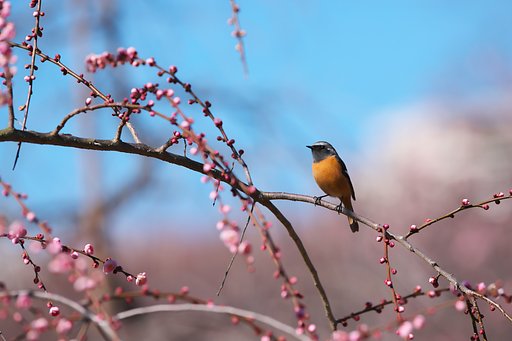 EF500mm F4L IS＋EF1.4xⅢ