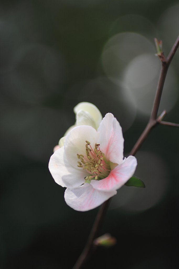 木瓜