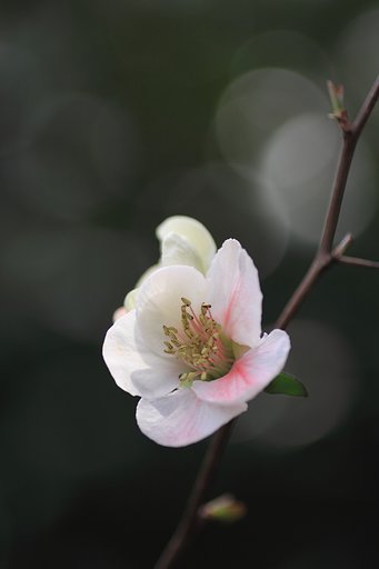 木瓜