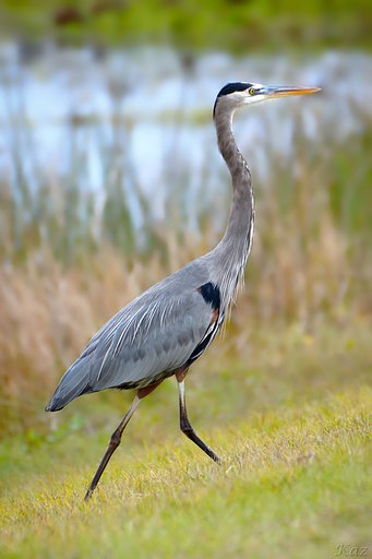 Great Blue Heron 2