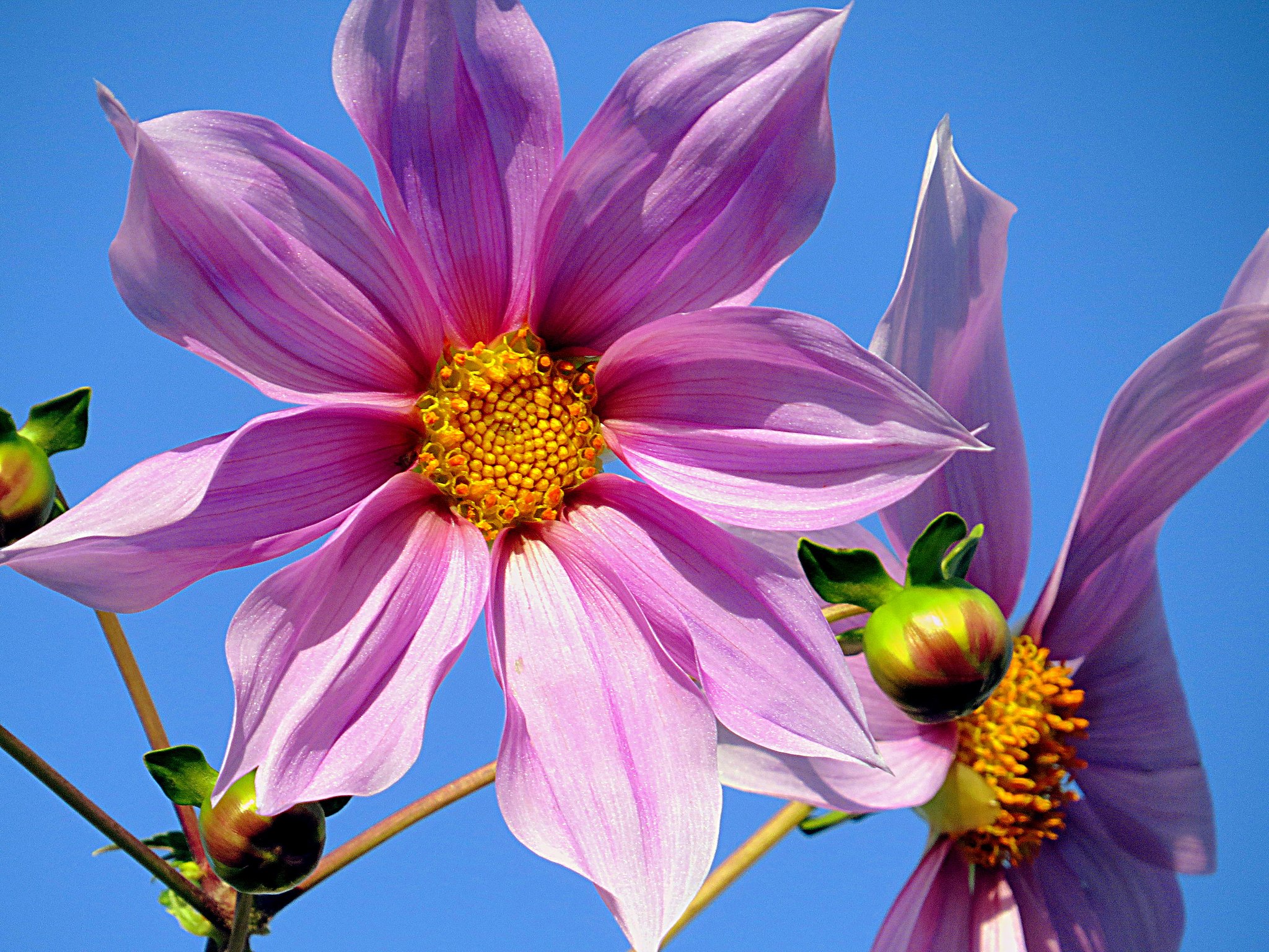 コウテイダリア超UP