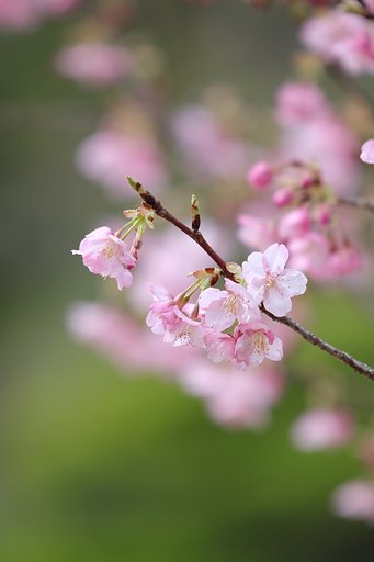 河津桜