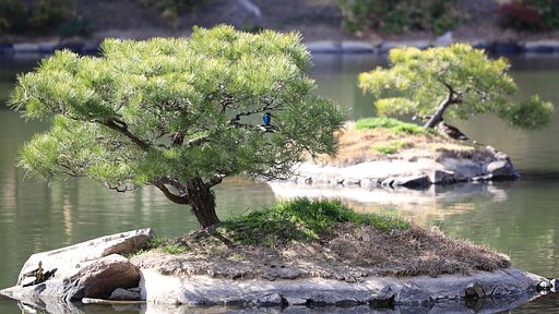 カワセミ君去る