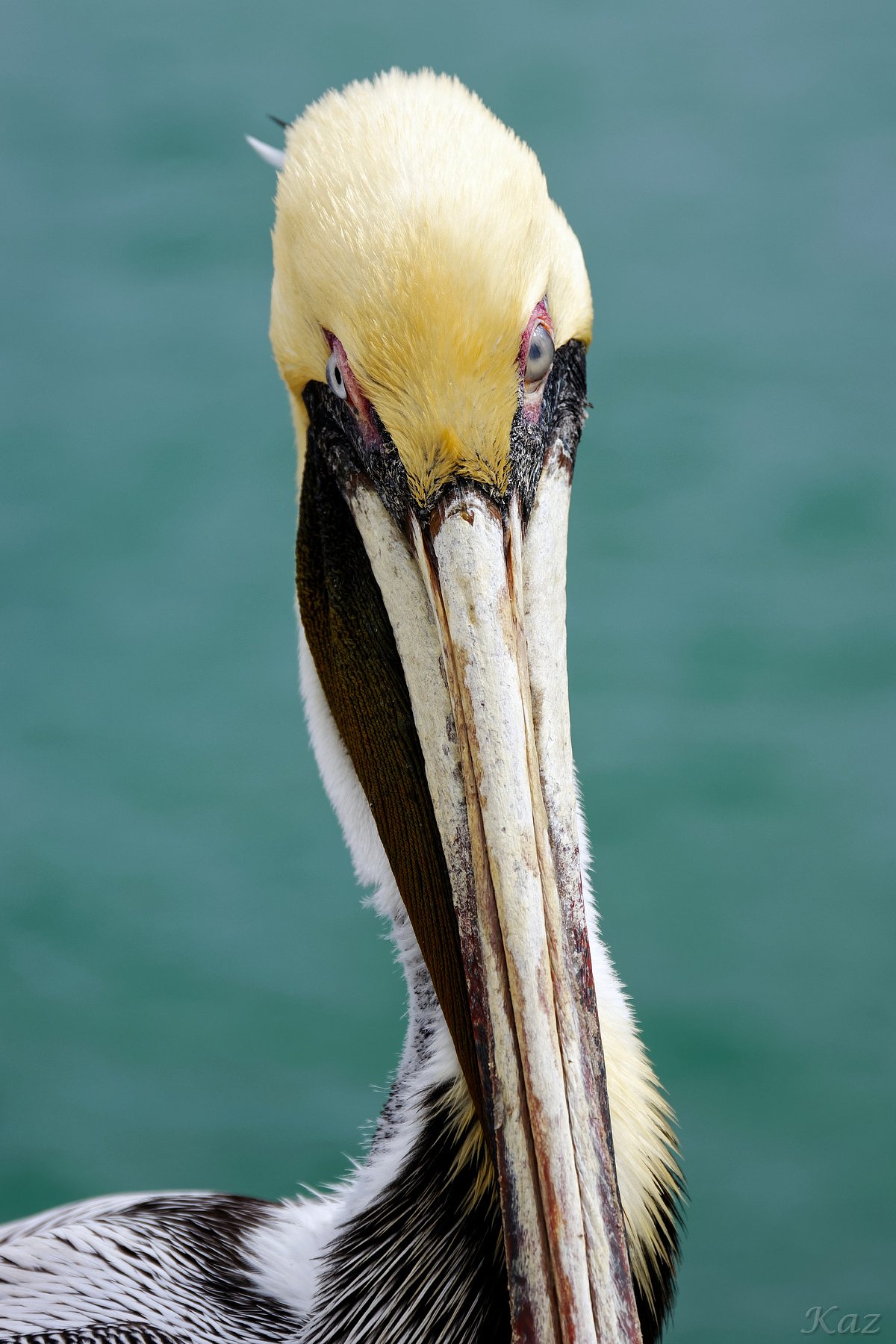 Brown Pelican