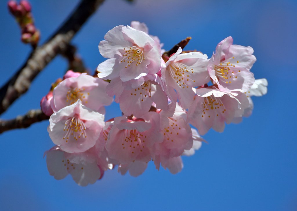 早咲き桜