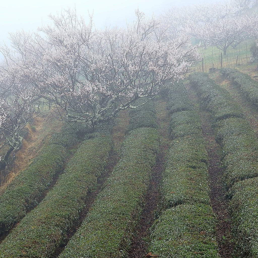 梅は霧中