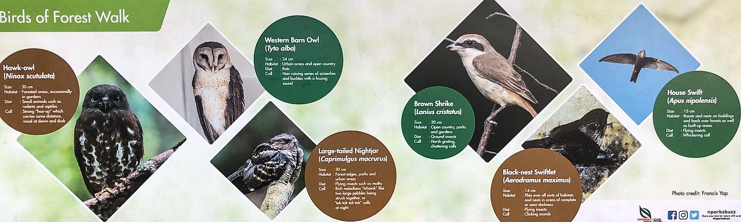 【好きなもの　野鳥編】シンガポールの鳥達II