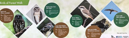 【好きなもの　野鳥編】シンガポールの鳥達II