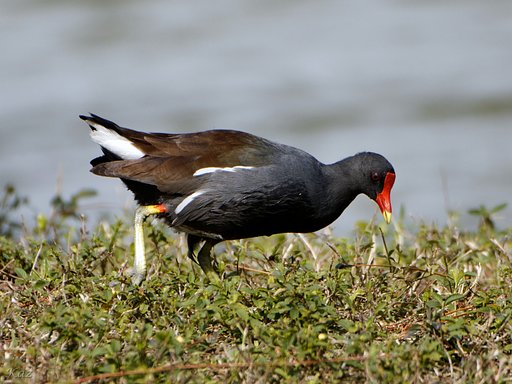 Common Gallinule 2
