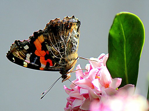 【好きなもの】花と虫のシーン