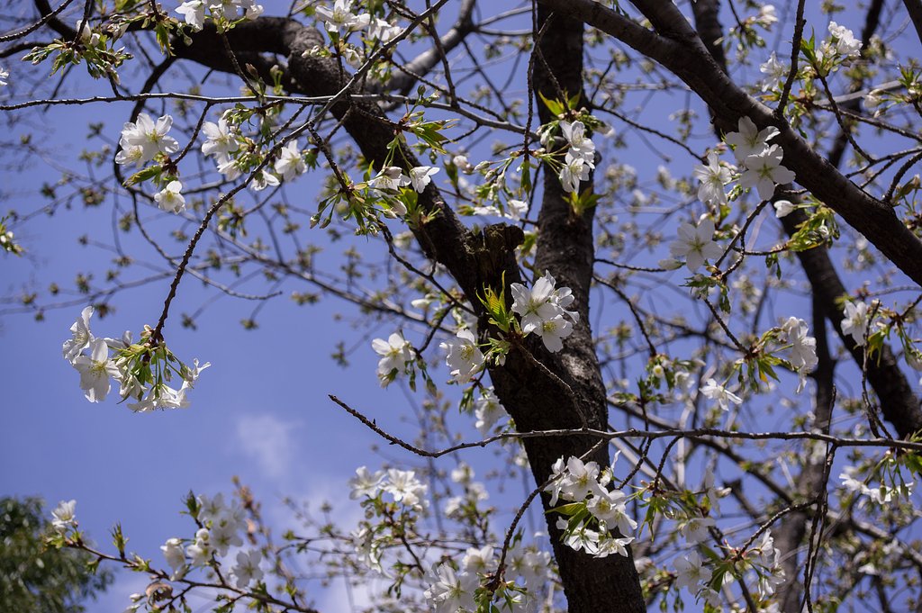 何桜？