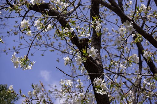 何桜？