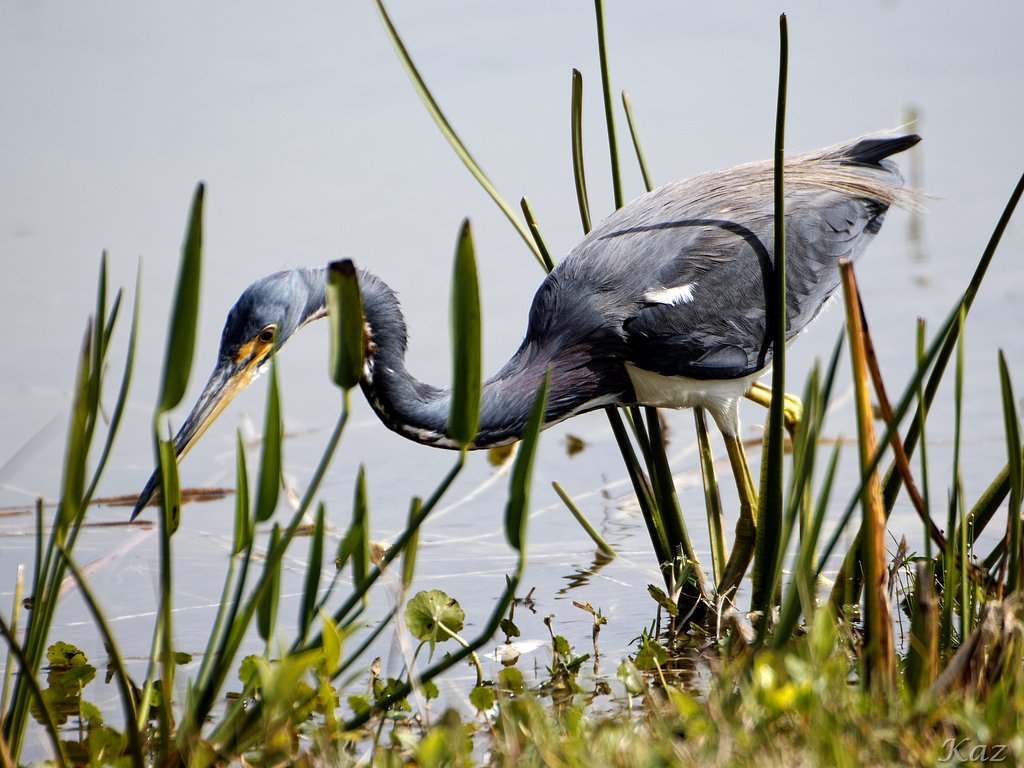 Tricolored Heron 2
