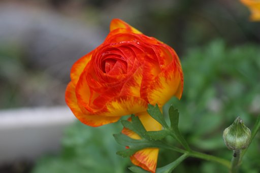 EF100ｍｍF2.8macro