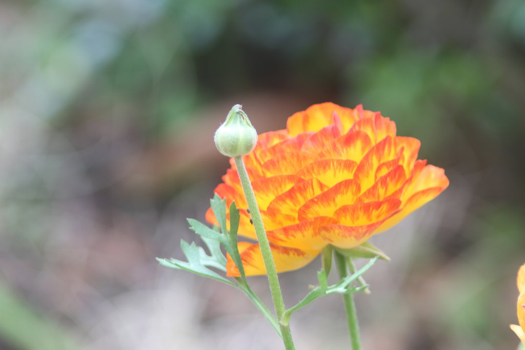 EF200mmF2.8 USM+2倍テレコンI