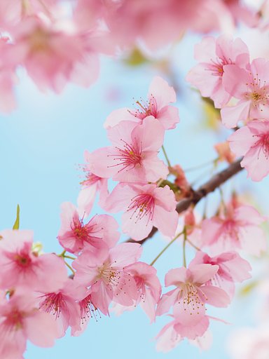 パステルの季節