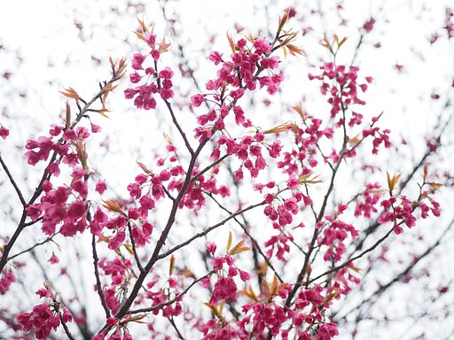 寒緋桜２