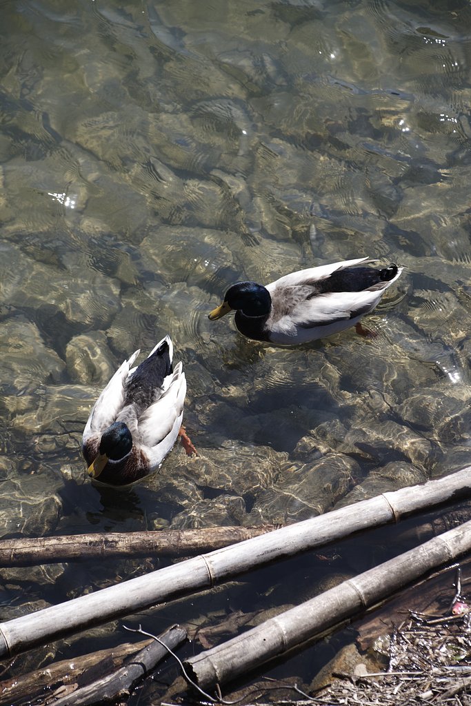 ジャンクレンズ