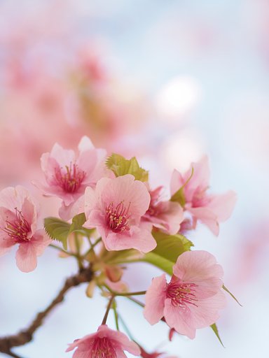 春の輝き