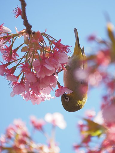 シャンデリア