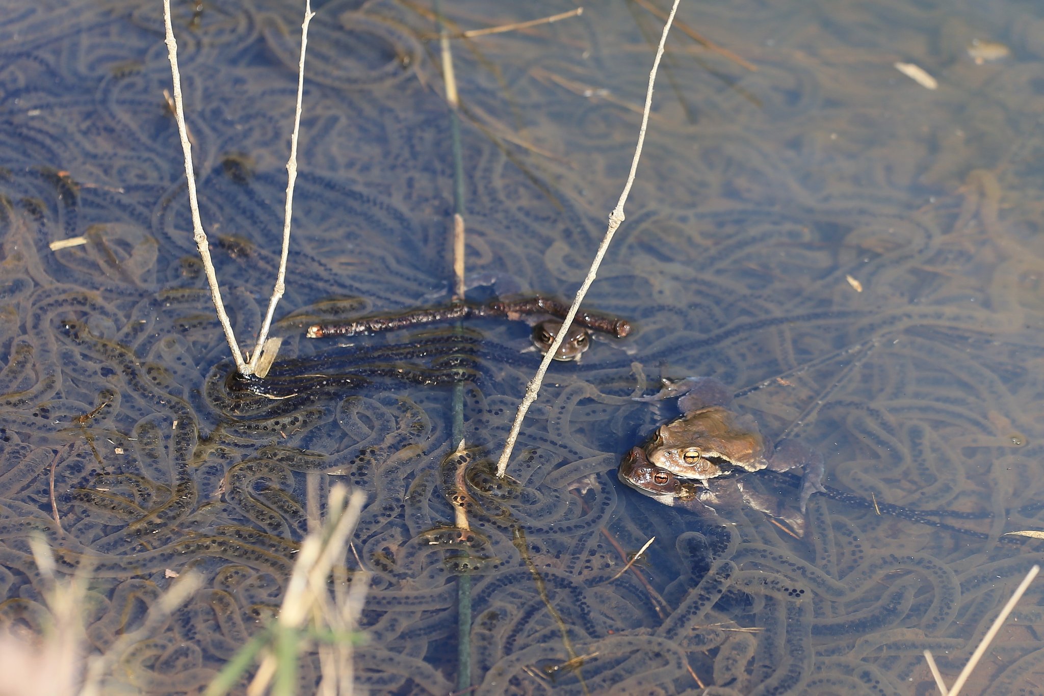 Mating season