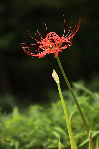 Tamron 90mm f2.8 macro 172