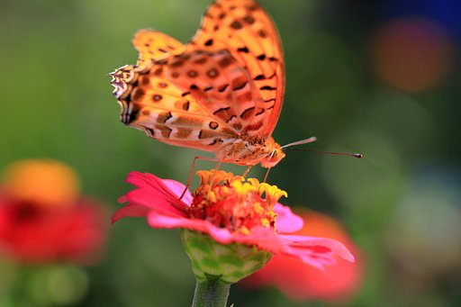 ヒョウモンチョウ