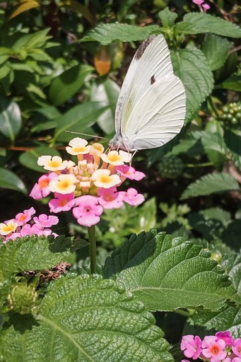 ランタナとモンシロチョウ