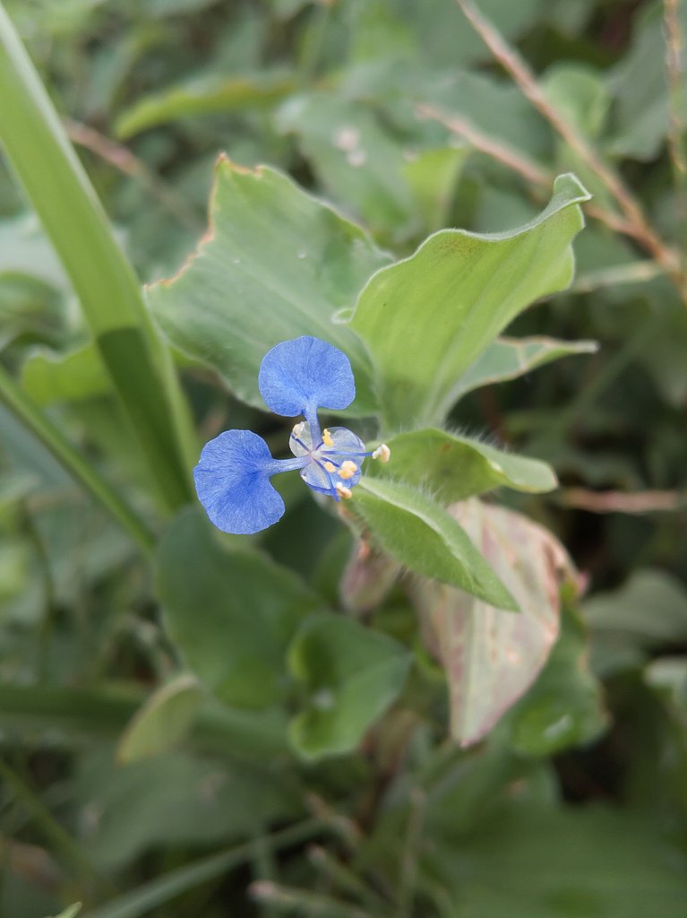 マルバツユクサの繁茂