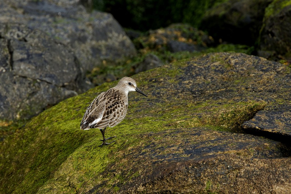 Sanderling