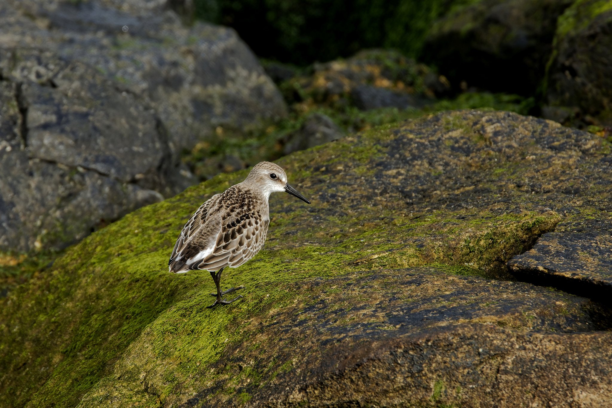 Sanderling