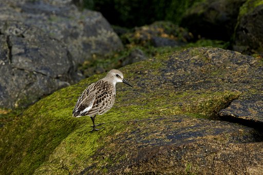 Sanderling