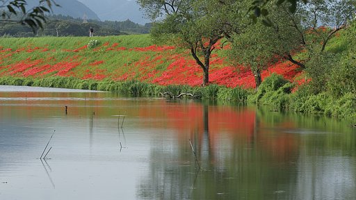 津屋川のヒガンバナ
