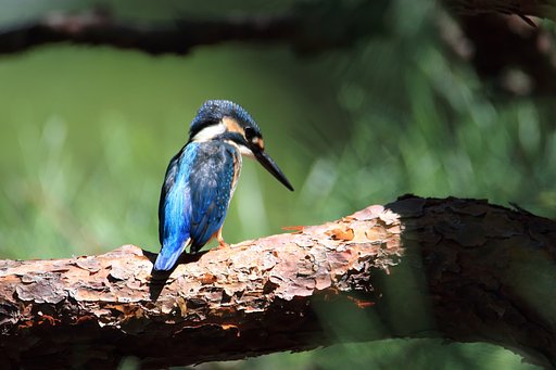 カワセミは清流の鳥？