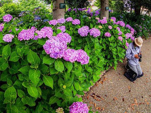 【好きなもの】花
