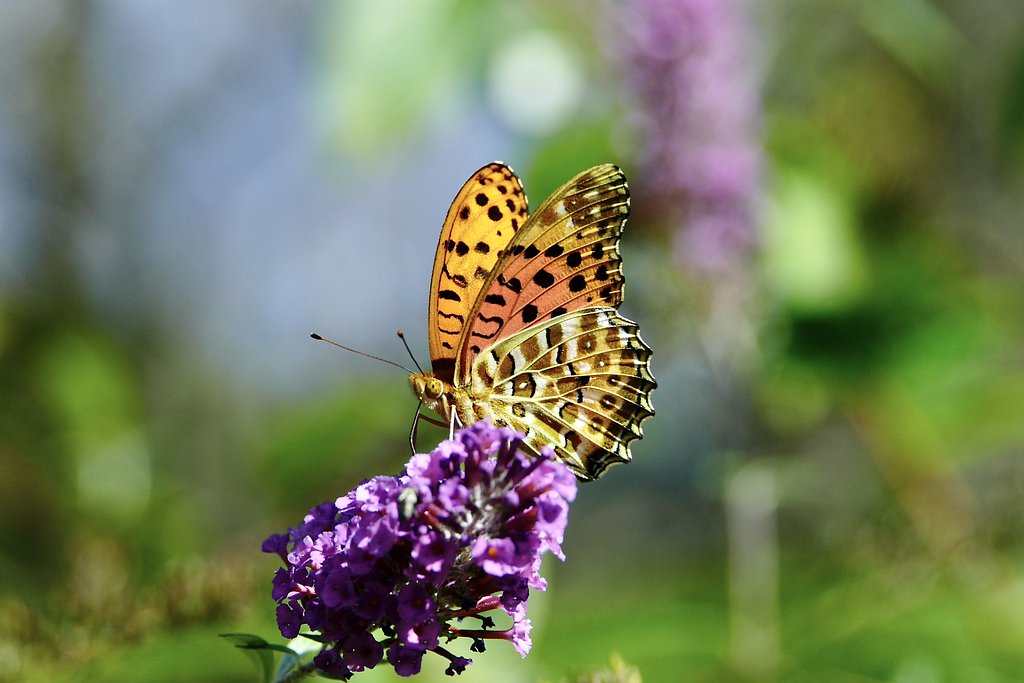 D  VARIO-ELMAR  F:3.5-5.6 / 14-150mm  ASPH