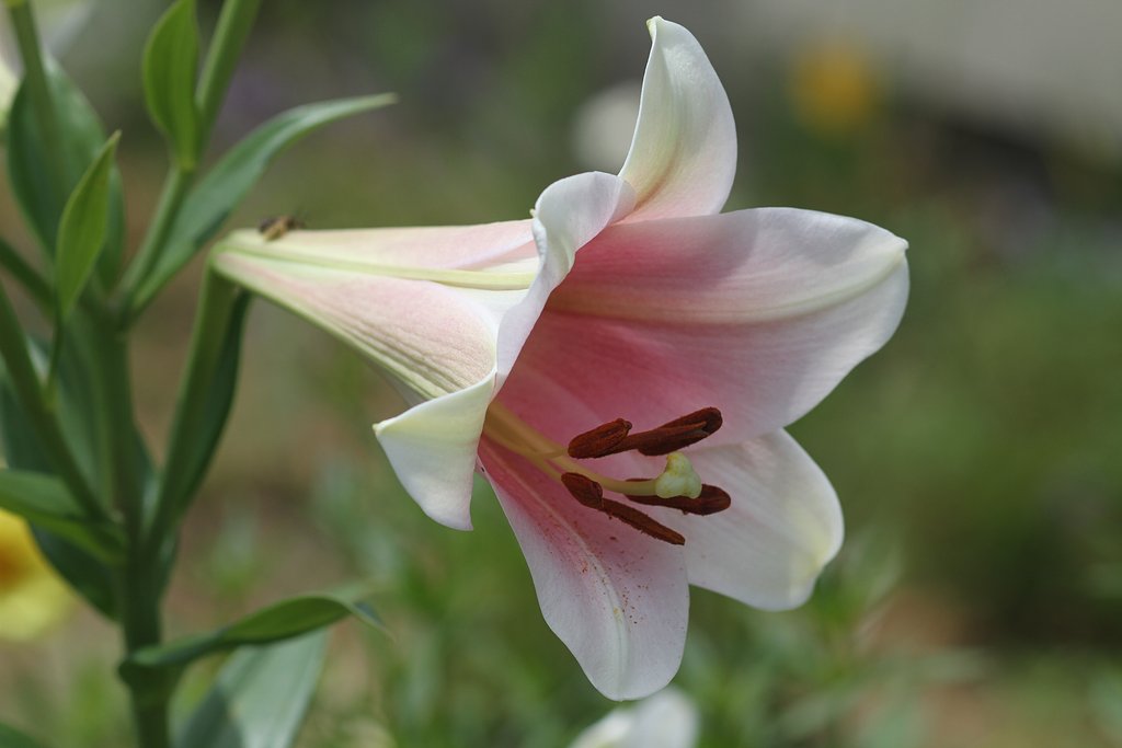 EF100mm F2.8 macro