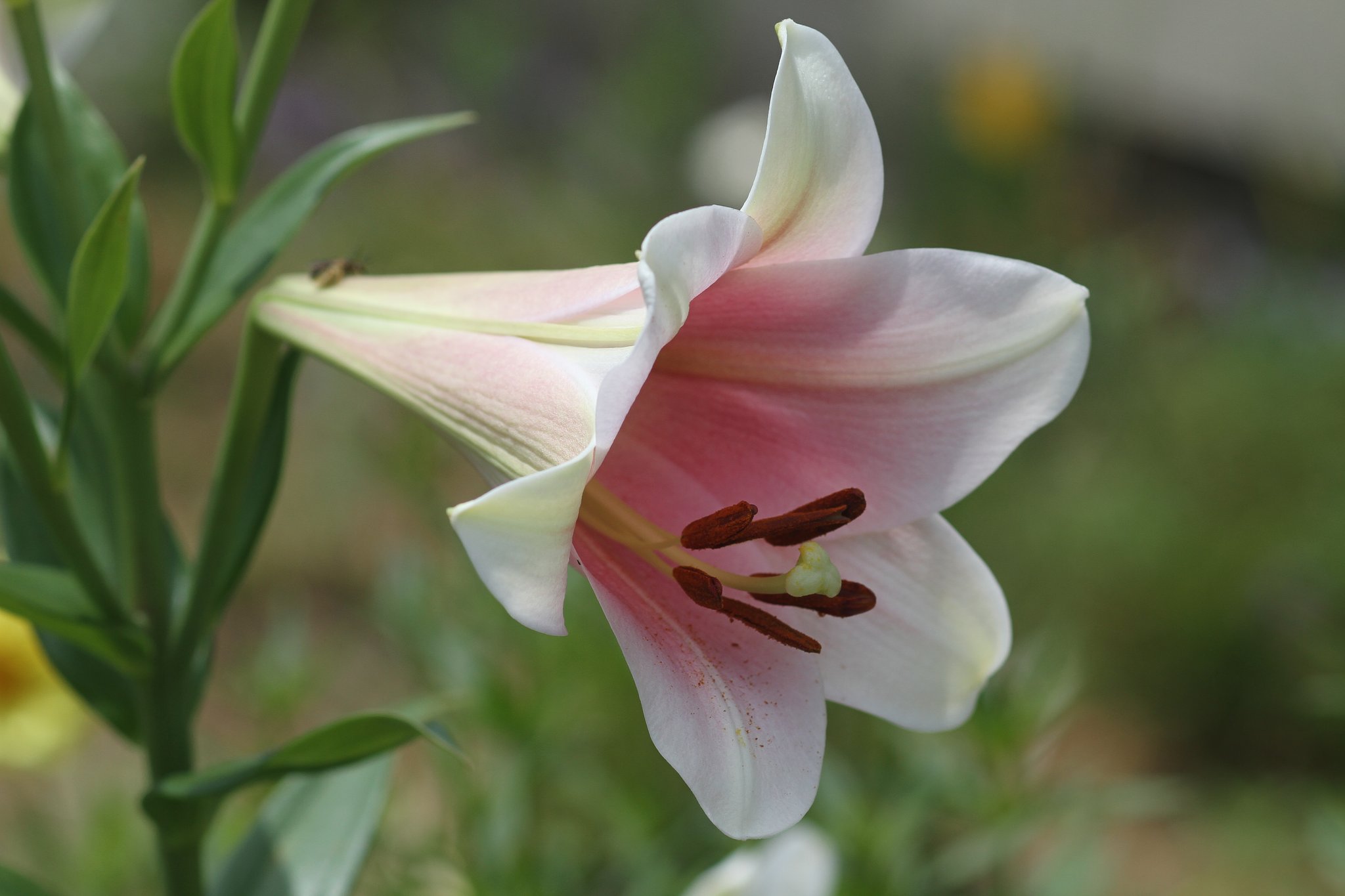 EF100mm F2.8 macro