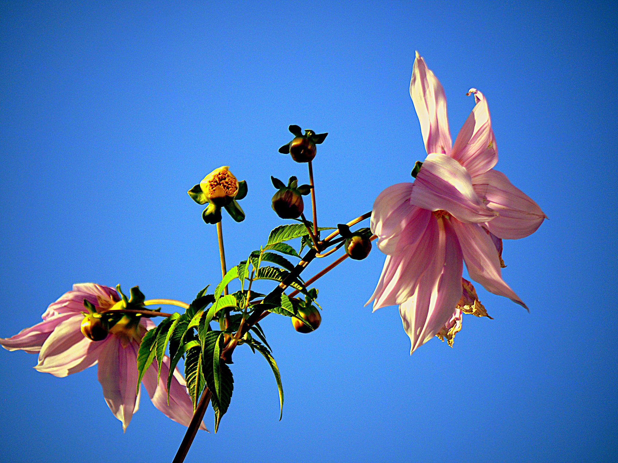 青空と花