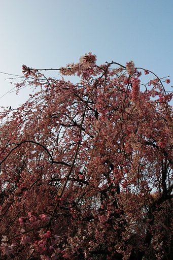 枝垂れ具合