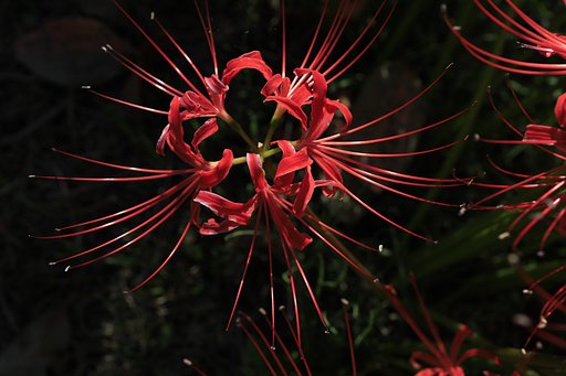 曼珠沙華