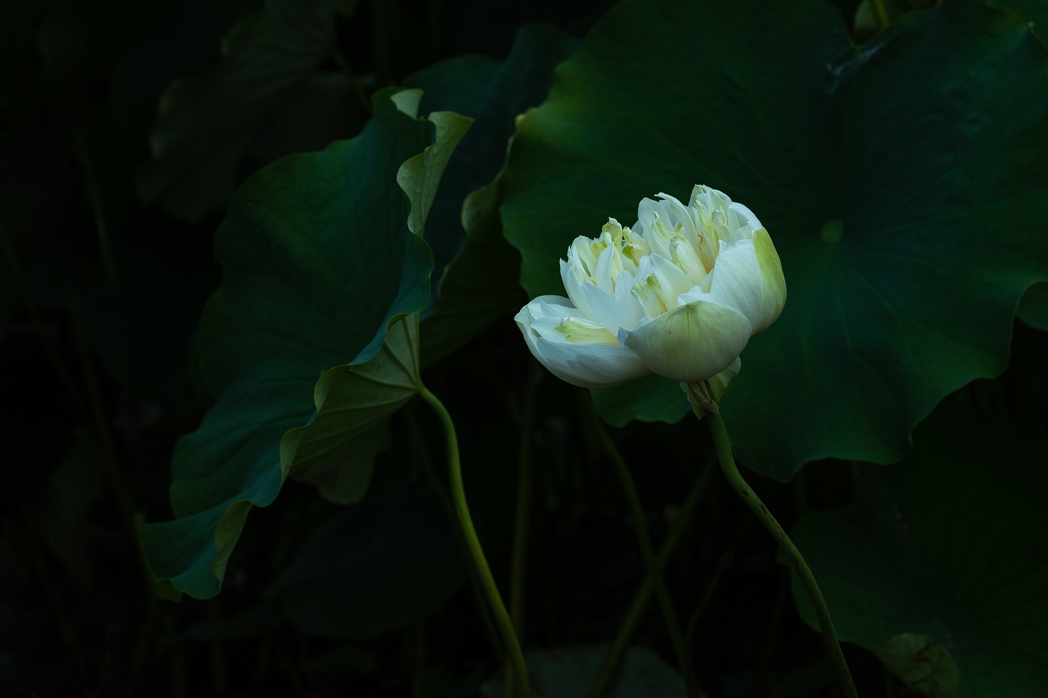 XF90mmF2 R LM WR