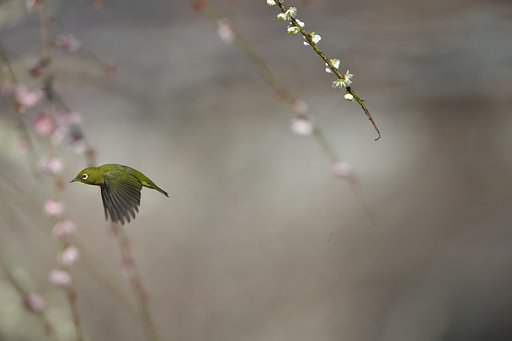 EF500mm F4L IS＋EF1.4xⅢ
