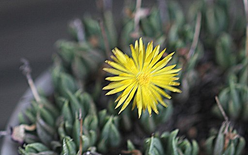 多肉植物のサンジソウ